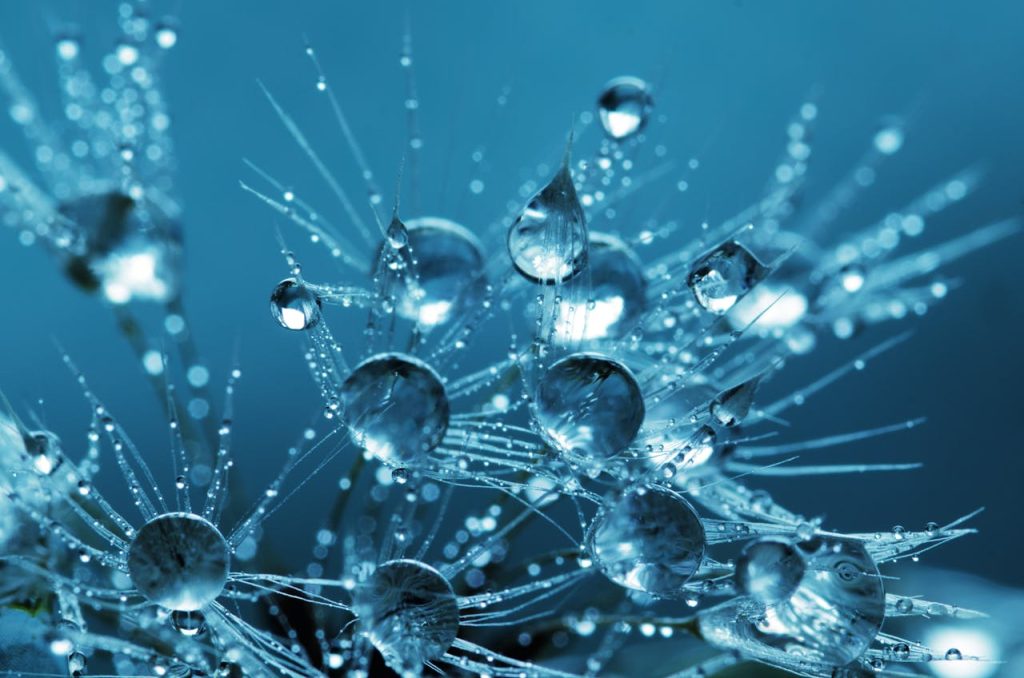 clear-water-drops-132477 Stunning macro photography of dewdrops on dandelion seeds creating a sparkling effect.